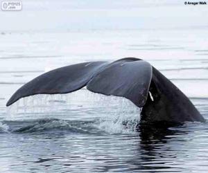 yapboz Büyük balina kuyruğu